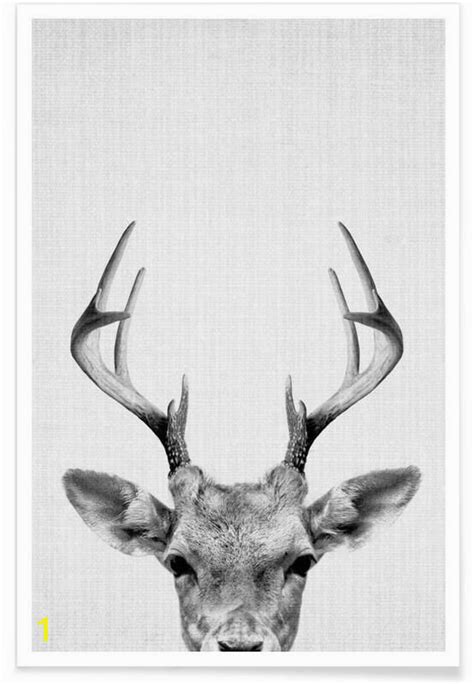 Whitetail Deer Wall Murals | divyajanan