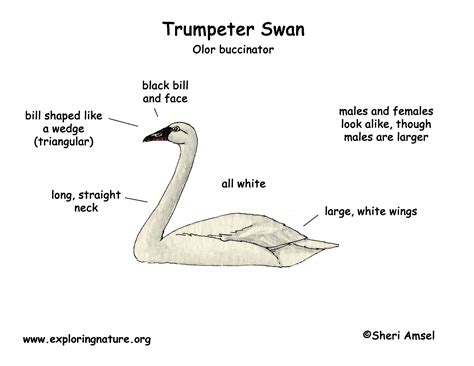 Swan (Trumpeter)