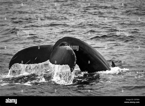 Whale breaching Black and White Stock Photos & Images - Alamy