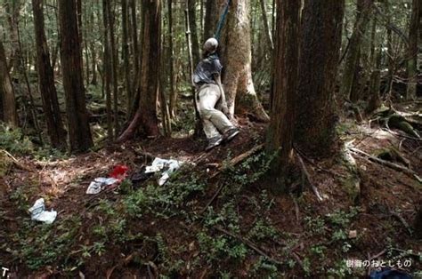 Aokigahara Forest Pics