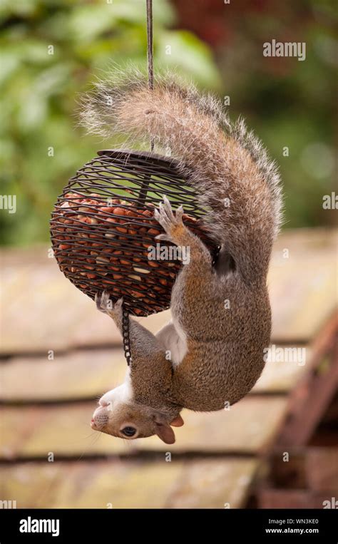 Hanging Bird Feeder Hi Res Stock Photography And Images Alamy