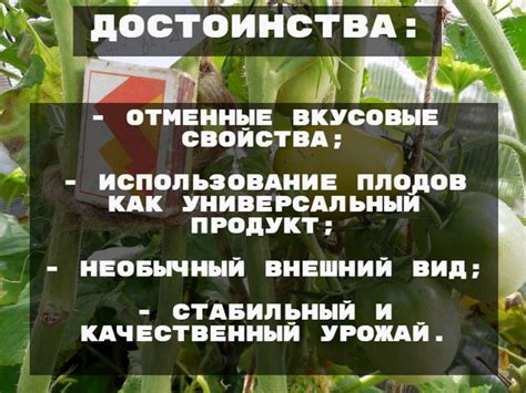 Помидоры Чили Верде (томат Chile Verde). Отзывы, фото, урожайность ...