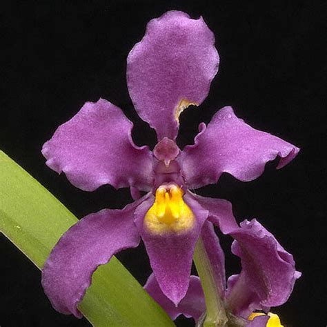 Cultivar Photo: Odontoglossum edwardii 'CAS'