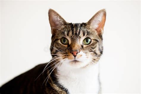 Lindo Gato Tabby En Estudio Con Un Fondo Blanco Imagen De Archivo