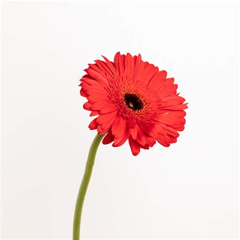 Tutti I Segreti Della Gerbera Il Fiore Decorativo Per Eccellenza Colvin