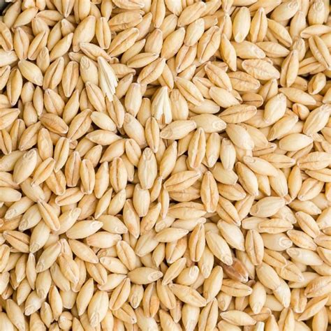 Ячмень фуражный (Feed barley) — Agro-Kazakhstan