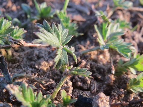 Potentilla argentea Grundblätter vom Silber Fingerkraut P Flickr