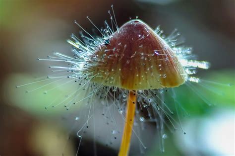 Spinellus Fusiger On Mycena Epipterigyna Magical Mushrooms Mushroom