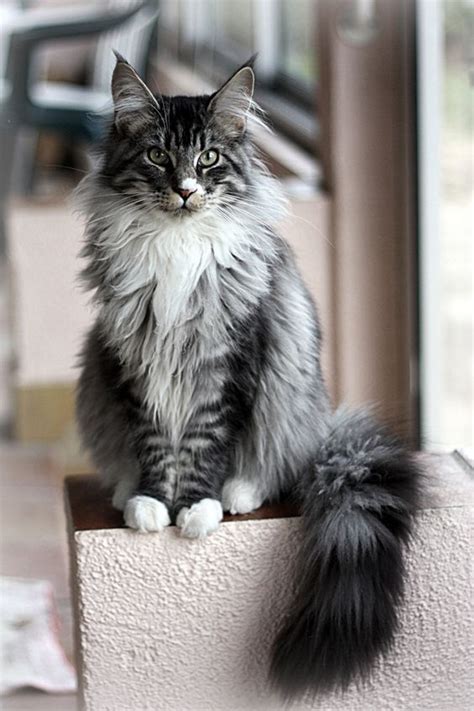 Maine Coon Cat Breed | History, Personality and Behavior - Cats In Care