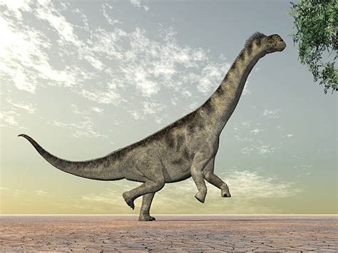 80 Camarasaurus Fotografías De Stock Fotos E Imágenes Libres De Derechos Istock