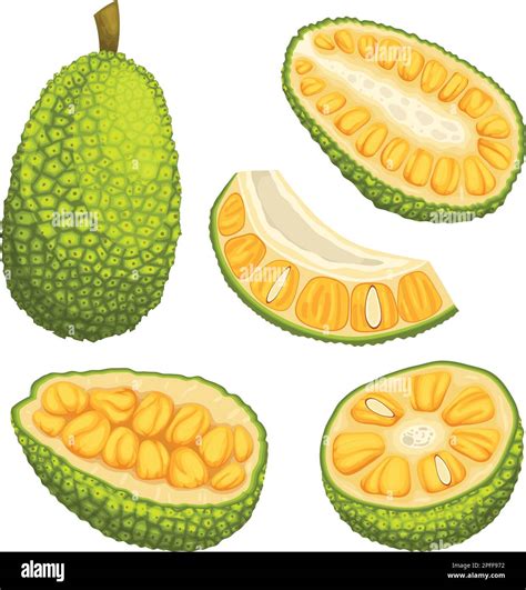 Jackfruit Organic Food Set Cartoon Vector Illustration Stock Vector