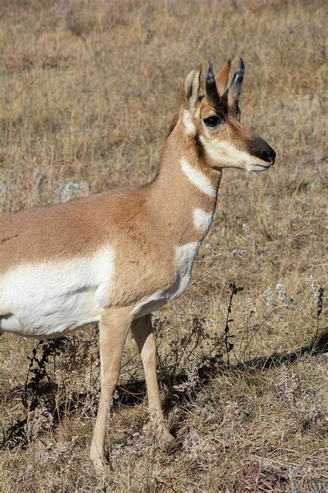 Pronghorn Custer State Park Photograph by Kyle Hanson - Pixels