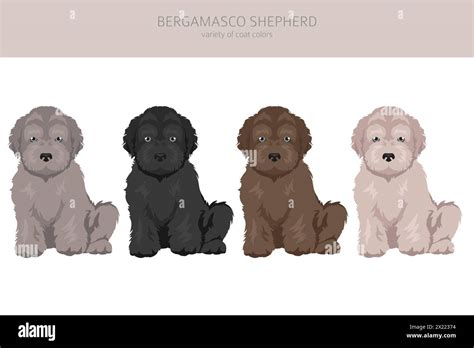 Bergamasco shepherd puppy clipart. Different coat colors and poses set ...