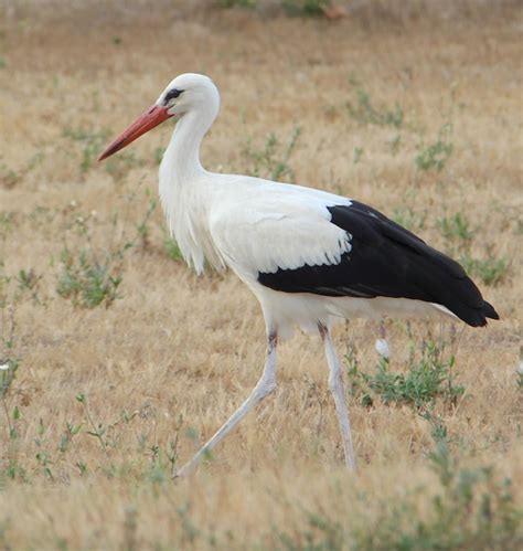 Premium Photo Close Up Of Bird On Field