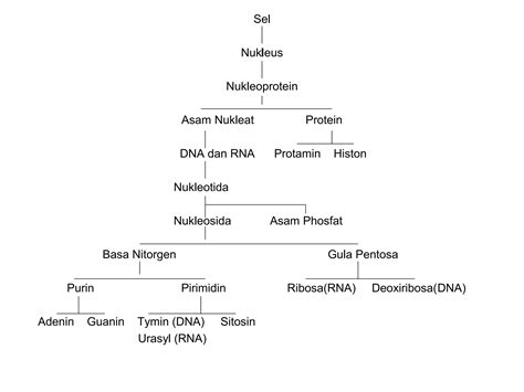 Substansi Genetika Ppt