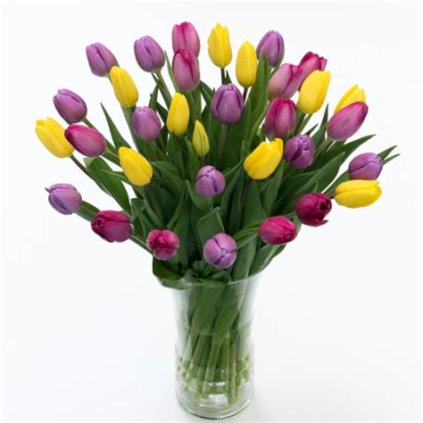 Fresh Lavender Pink & Yellow Tulips: Fresh Cut Flowers: Tulips.com