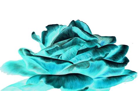 Turquoise Flower Wallpapers - Top Free Turquoise Flower Backgrounds - WallpaperAccess