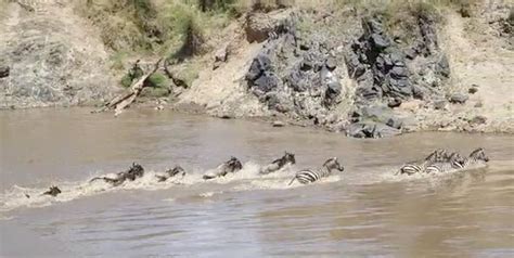 Where and when to see the Great Migration in Kenya and Tanzania.