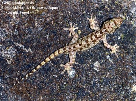 Gekko Hokouensis The Reptile Database