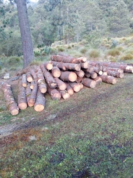 Poblanos Realizan Tala Clandestina De Pinos En El Parque Nacional Pico