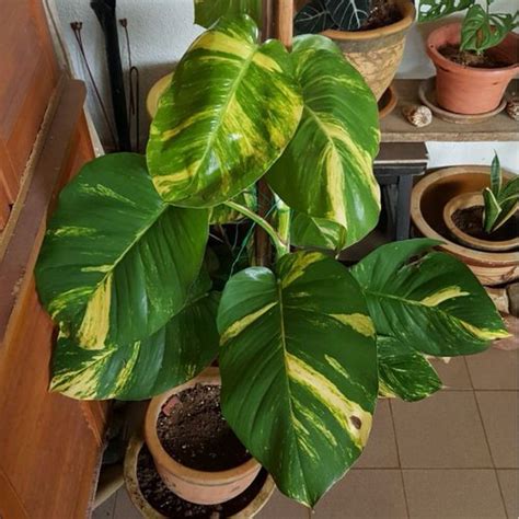 How To Get Big Leaves Of Pothos Plant 9 Tips To Get Giant Leaf Pothos