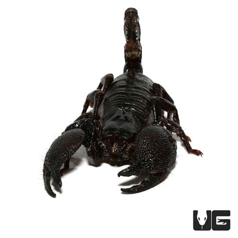 Emperor Scorpion (Pandinus imperator) For Sale - Underground Reptiles