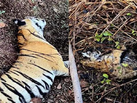 Ranthambore Became The Crematorium Of Tigers रणथम्भौर में बाघों की