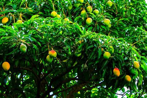 Expert Tips On Choosing A Fertiliser For Your Mango Tree Ultimate Backyard