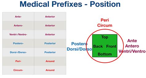 Medical Terminology Prefix List Nursing Dictionary Course Glossary