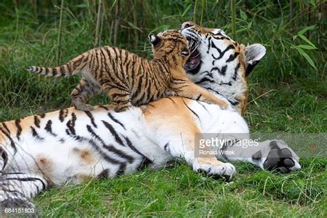 197 Baby Tigers Playing Stock Photos, High-Res Pictures, and Images ...