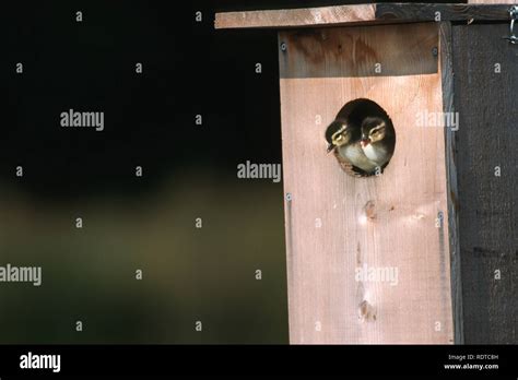 Wood duck ducklings leaving nest box hi-res stock photography and ...