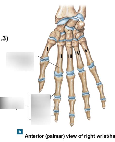 Hand Bones Diagram Quizlet