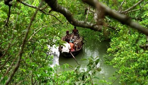 Sundarbans National Park- coveringindia