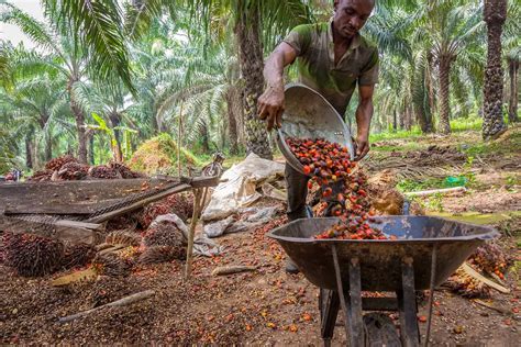 How Henkel And Solidaridad Improve Smallholder Palm Kernel Oil