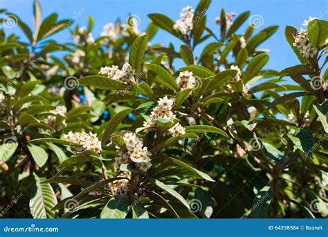 Medlar flowers on tree stock photo. Image of tree, blossoms - 64238584