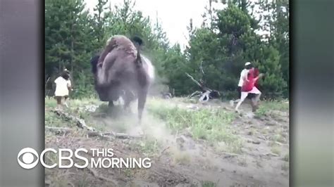 Watch Bison Charges 9 Year Old Girl At Yellowstone National Park Youtube