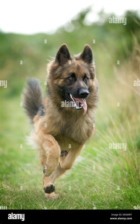 running German Shepherd Stock Photo - Alamy