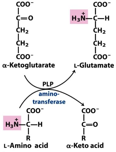 Orgchem Derivatives Of Amino Acids Flashcards Quizlet