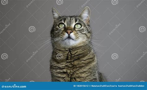 Retrato De Cierre De Un Gato Rayado Con Ojos Verdes Sobre Un Fondo Gris