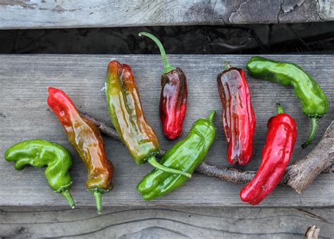 7 New Pepper Varieties From This Year S Garden That I Love To The Moon