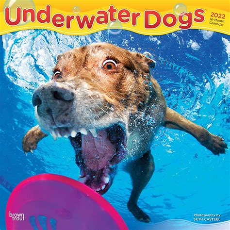 Underwater Dogs 2022 12 X 12 Inch Monthly Square Wall Calendar