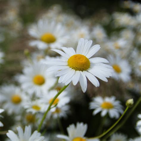 Chrysanthemum Alaska Shasta Daisy Flower | X 200 Seeds (NOT TO WA