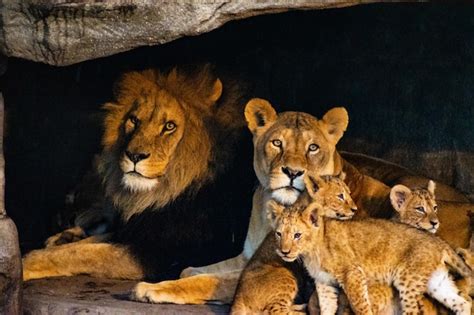 Premium Photo | Lion family