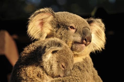 Koalas: Facts About Iconic Marsupials | Live Science