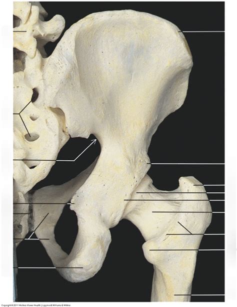 Bones Of The Right Hip Joint Diagram Quizlet