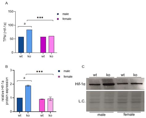 Ijms Free Full Text Gene Expression Profiling Reveals Fundamental