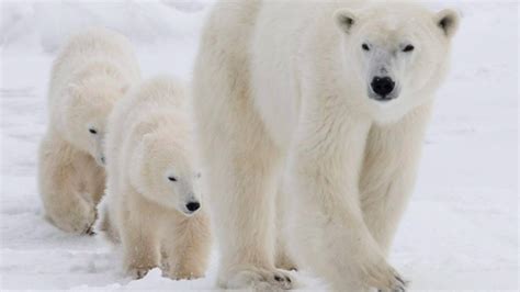 Resolute, Canada on alert for polar bears – Eye on the Arctic