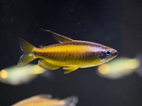 Iven Betta Bukit Timah Clementi Blue Eye Congo Tetra