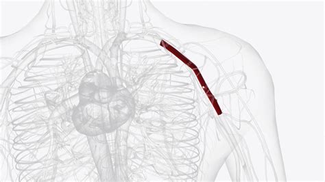 La Arteria Axilar Es Un Gran Vaso Sanguíneo Que Transporta Sangre