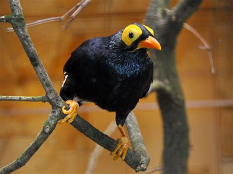 Mino Dumontii Yellow Faced Mynah In Weltvogelpark Walsrode